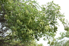 Dalbergia paniculata